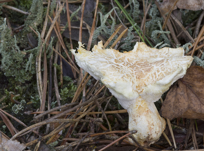 Albatrellus subrubescens